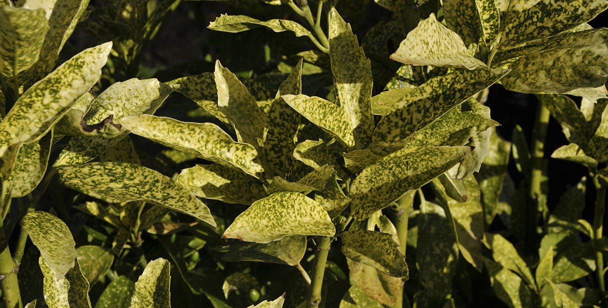 Japanese Laurel ‘Variegata’