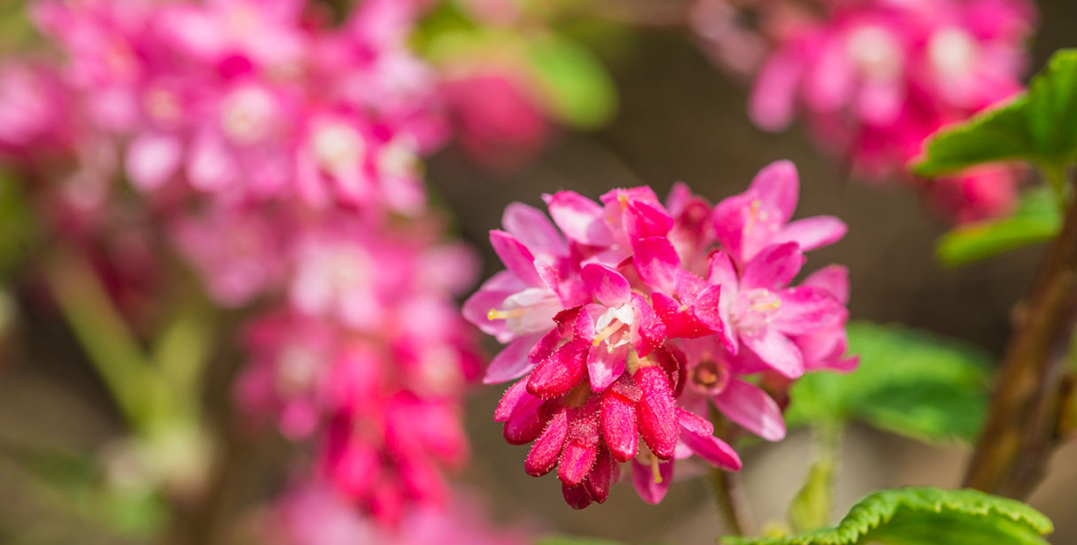 ‘King Edward VII’ for Flowering Hedges