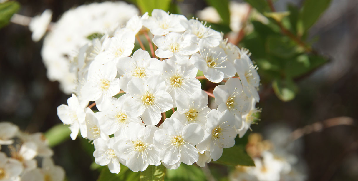 Laurustinus for Flowering Hedges