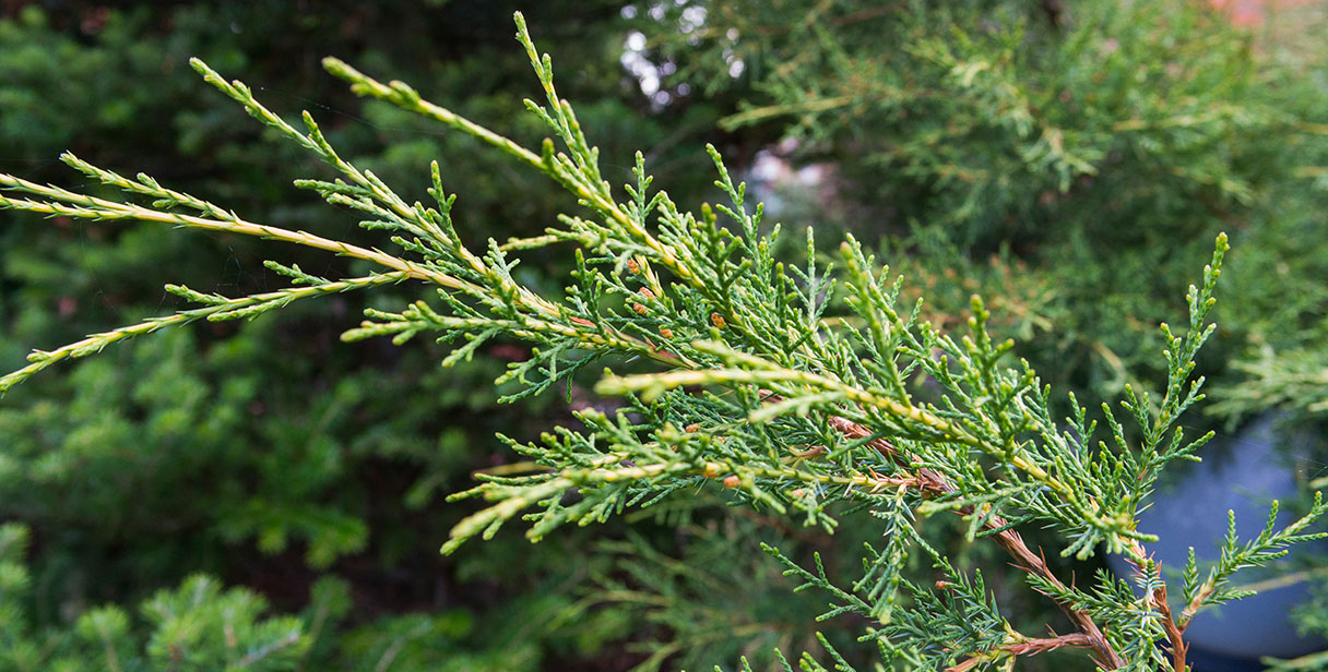 Lawson Cypress Screening Hedges