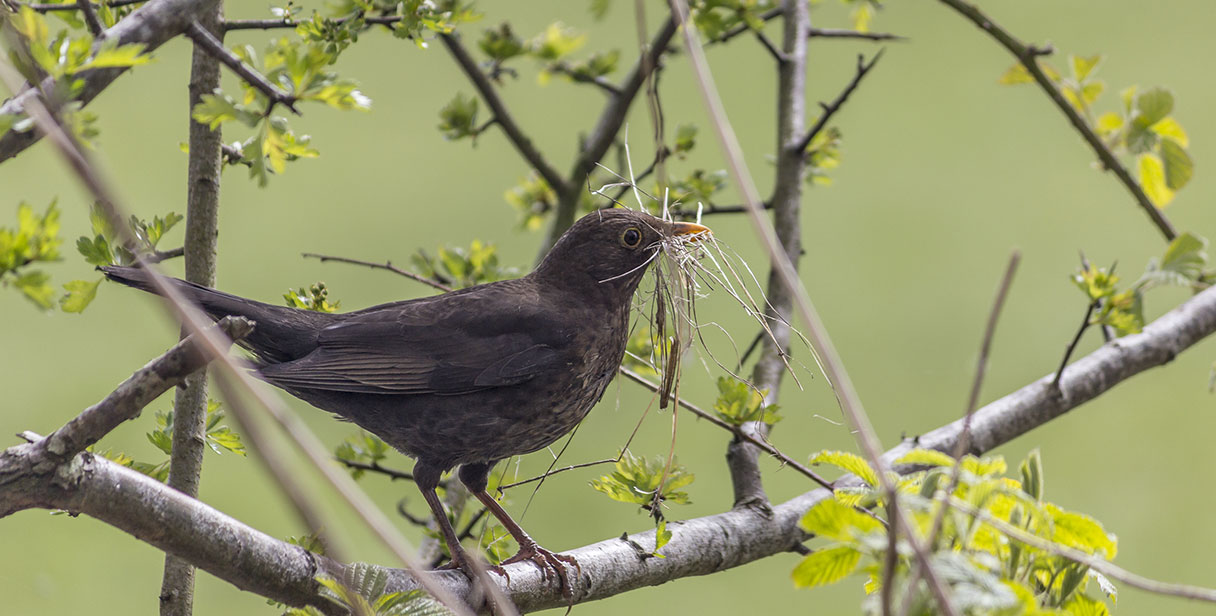 Lively Bird Friendly Hedges