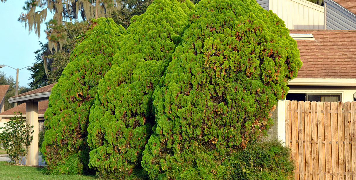 Maintaining White Cedar ‘Brabant’ Hedges