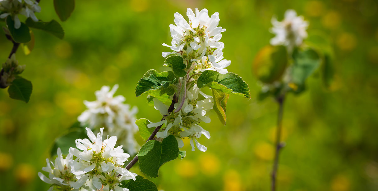 Mixed Juneberry Hedges for Wildlife