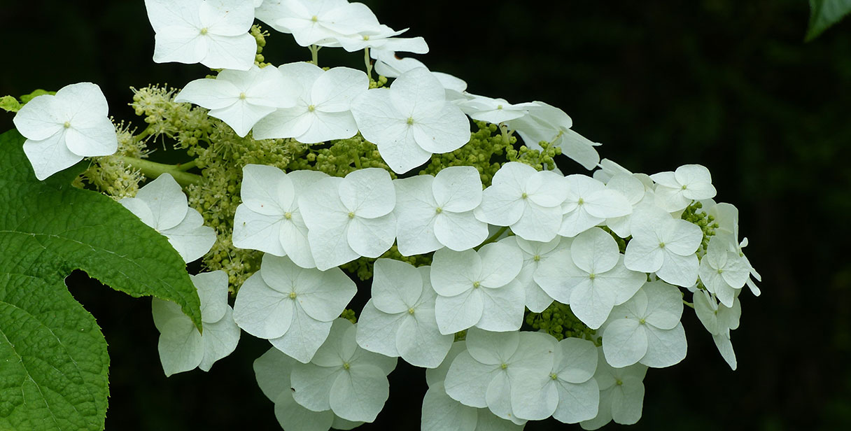 Oak-Leaved Hydrangea