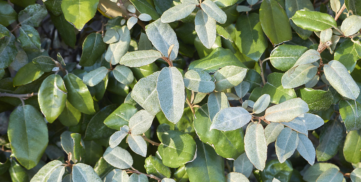 Oleaster Hedges for All Conditions