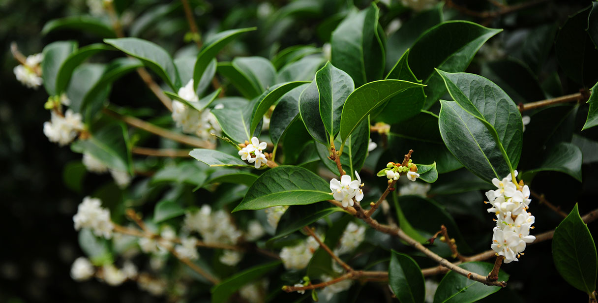 Osmanthus Hedge Maintenance