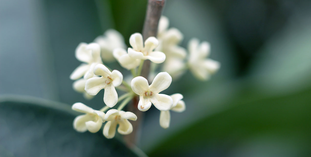 Osmanthus Hedging