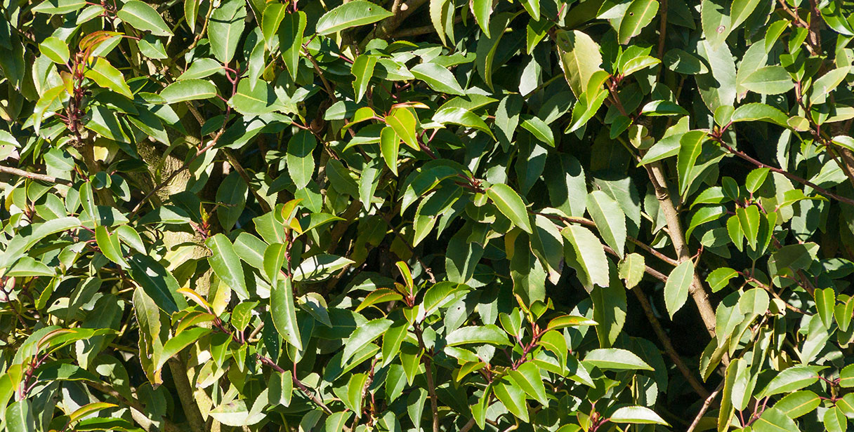 Portuguese Laurel Hedging Benefits