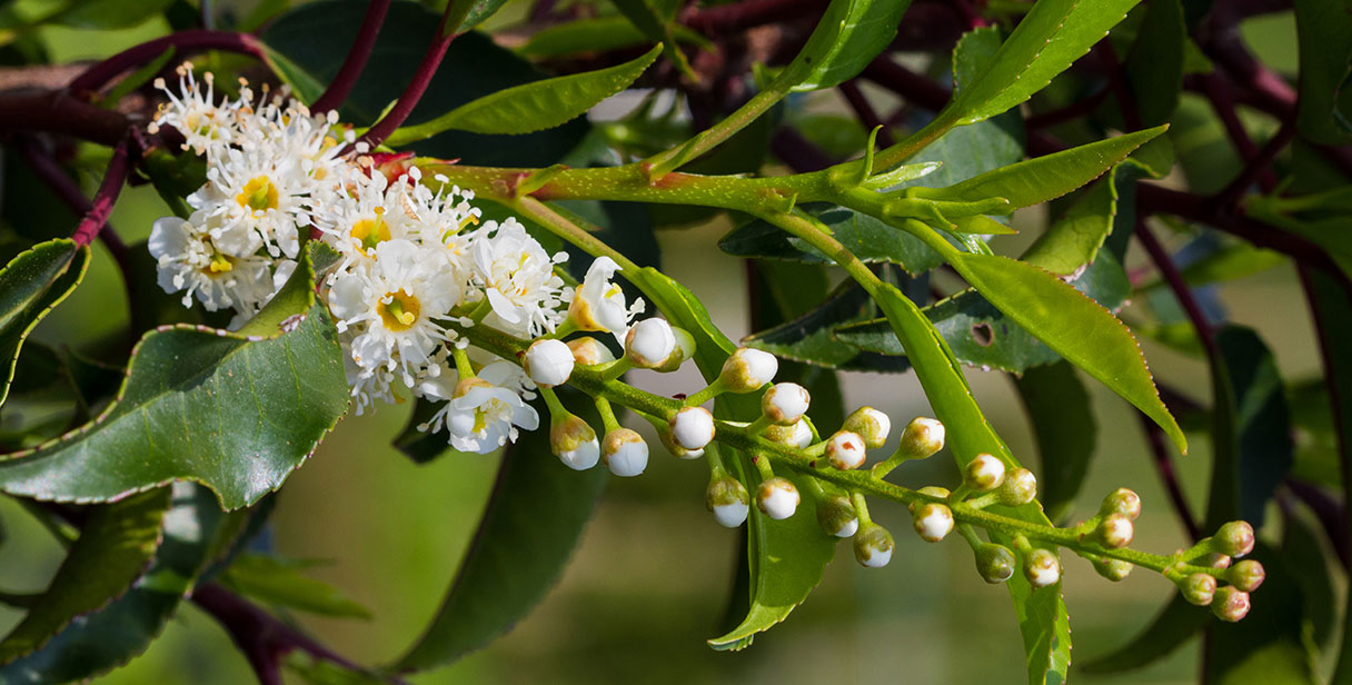 Portuguese Laurel