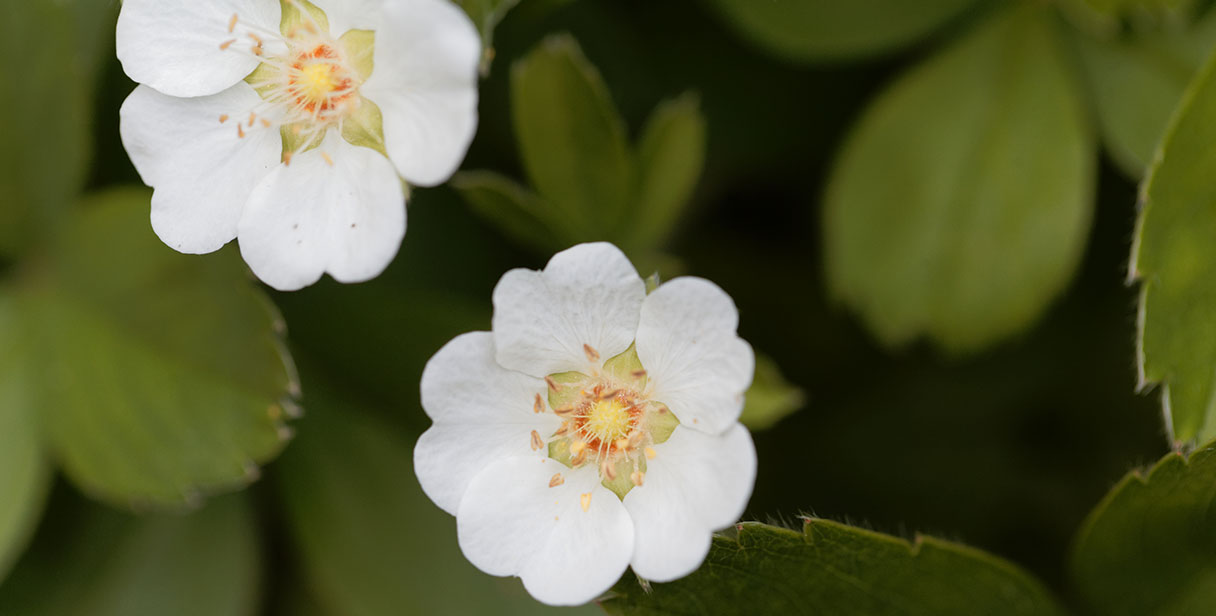 Potentilla Hedging