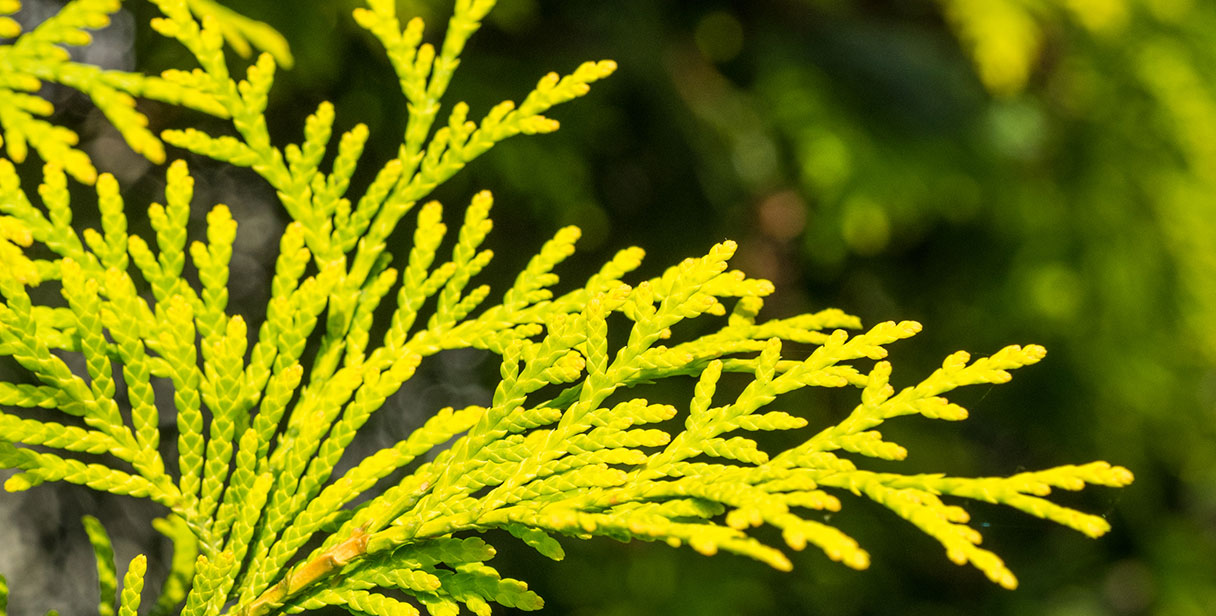 Proper Thuja Hedge Maintenance