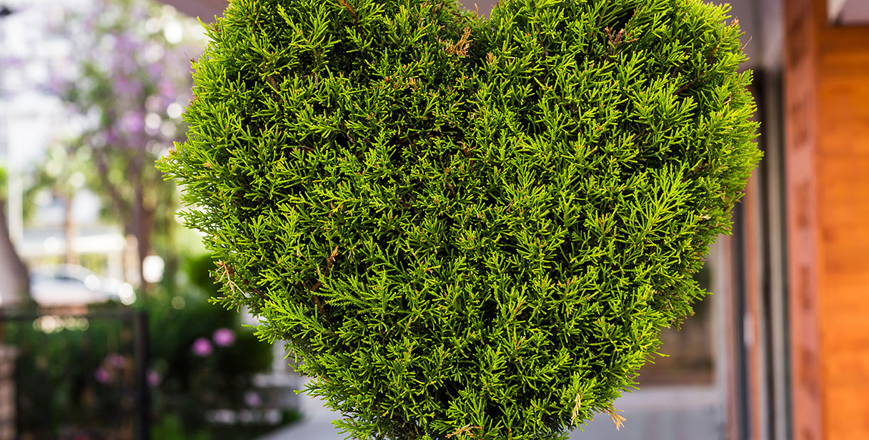 Pruning Conifer Hedges