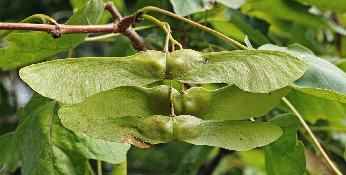 Pruning a Field Maple Hedge