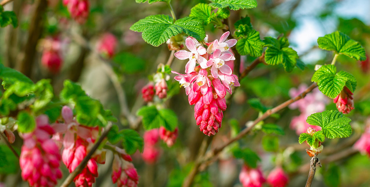 Pruning a Flowering Currant Hedge