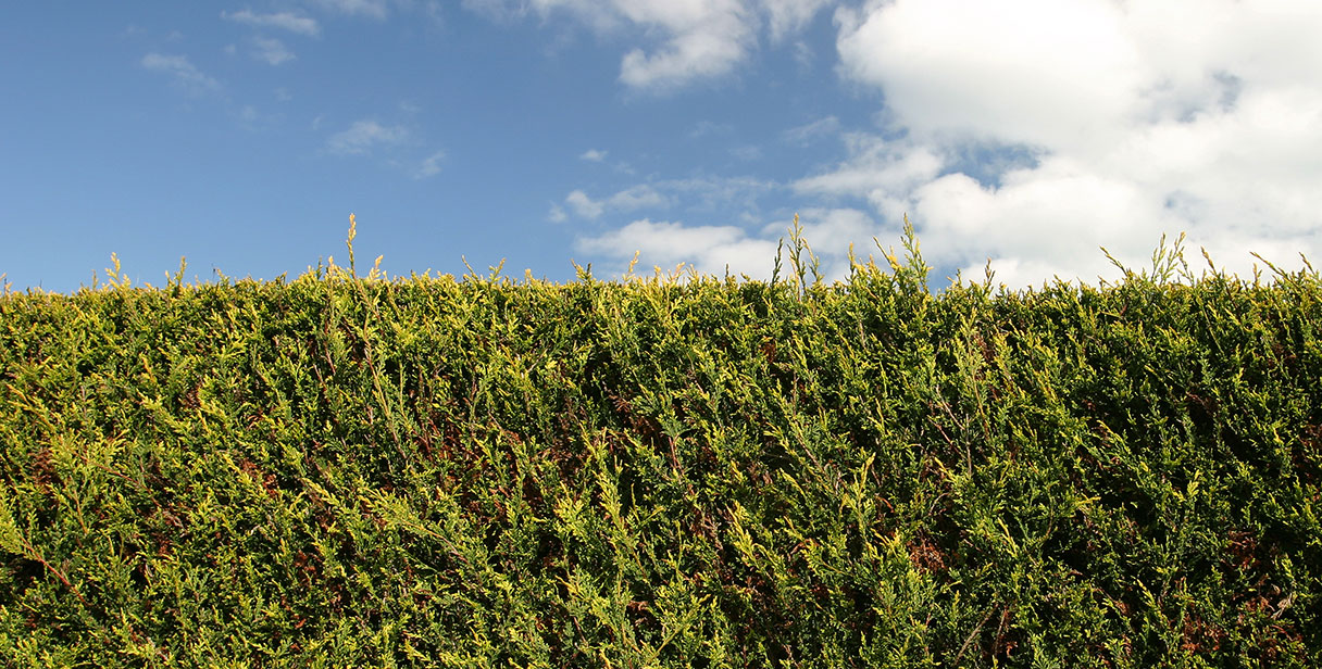 Pruning a Leyland Cypress Hedge