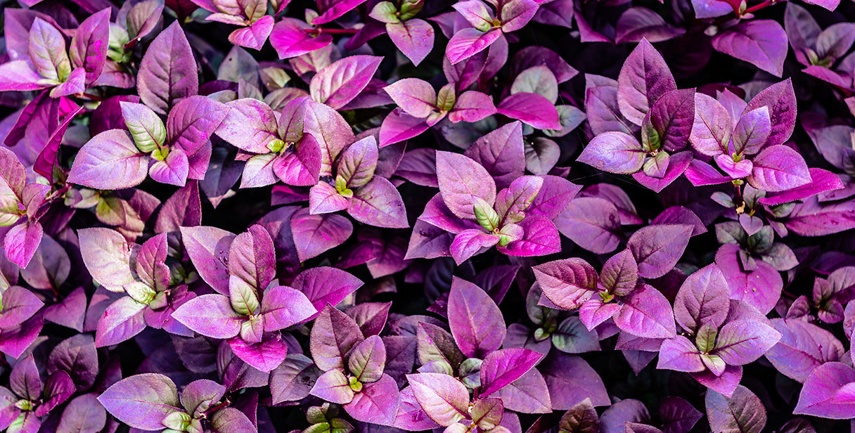 Purple Japanese Barberry