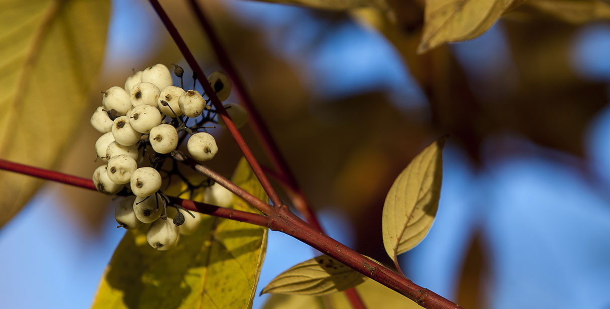 Red-Barked Dogwood ‘Sibirica’