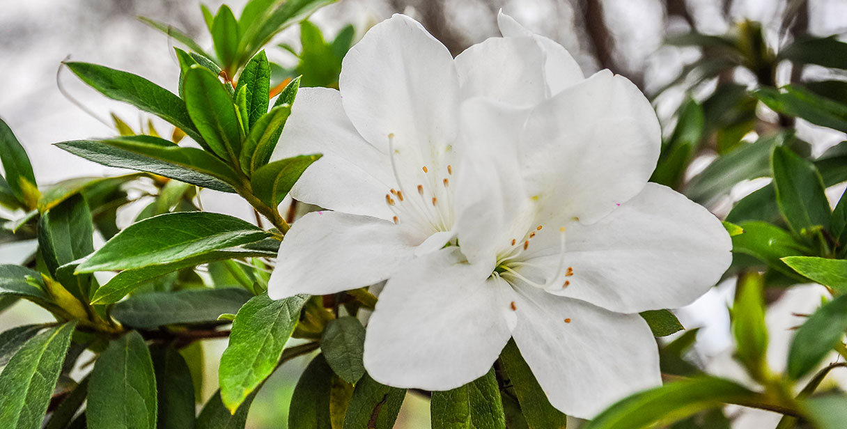 Rhododendron ‘Gomer Waterer’