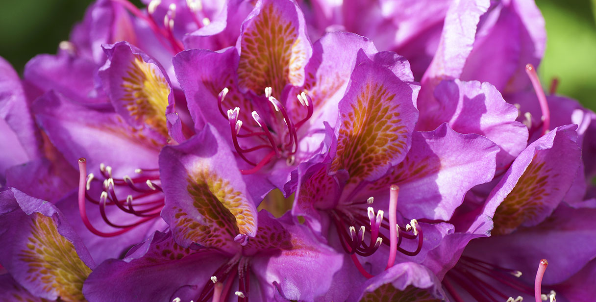 Rhododendron Hedge Maintenance