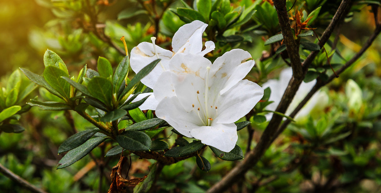 Rhododendron Hedge Requirements