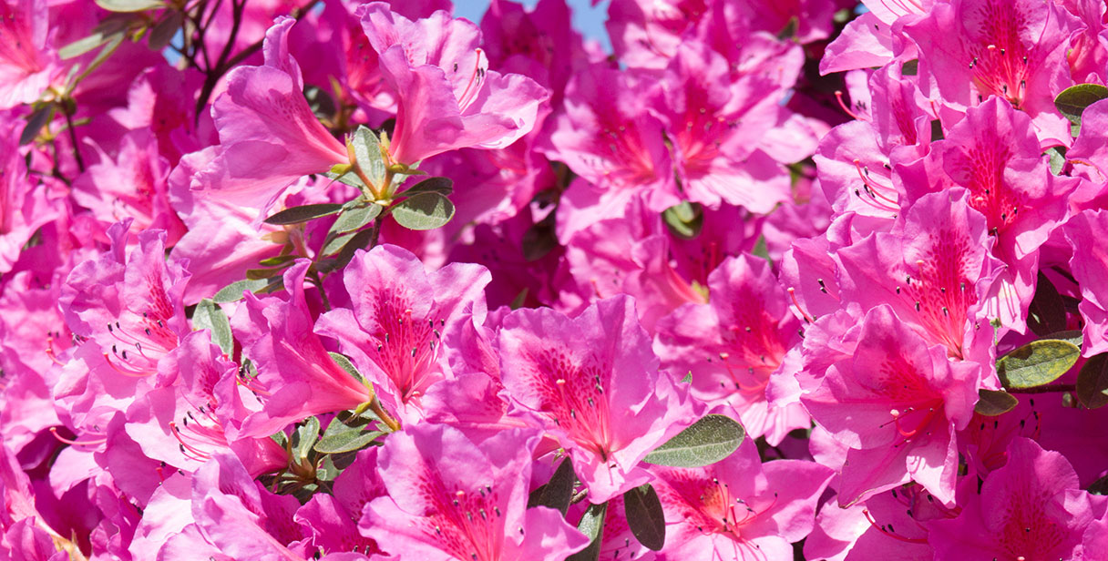 Rhododendron Hedging - Colourful and Vibrant