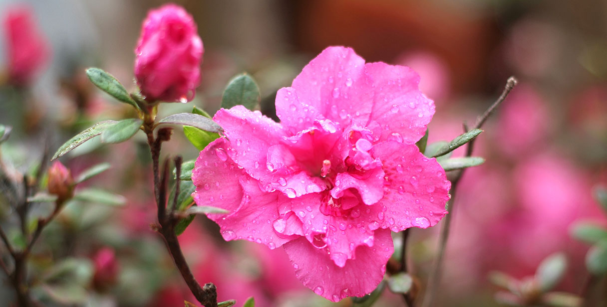 Rhododendron Hedging