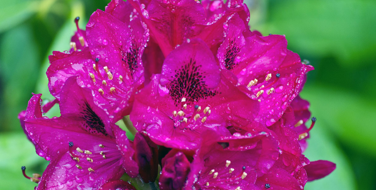 Rhododendron ‘Nova Zembla’