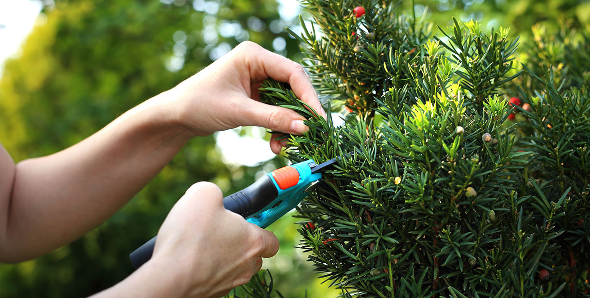 Shaping your Common Yew Hedge