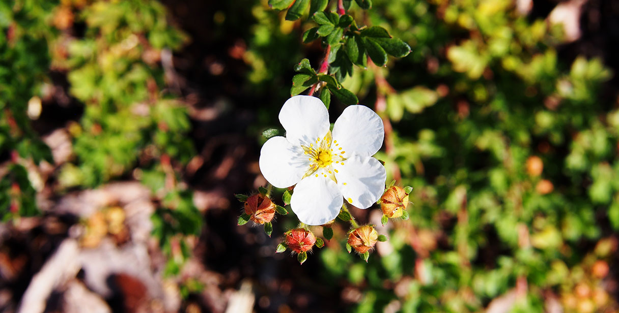 Shrubby Cinquefoil ‘Abbotswood’