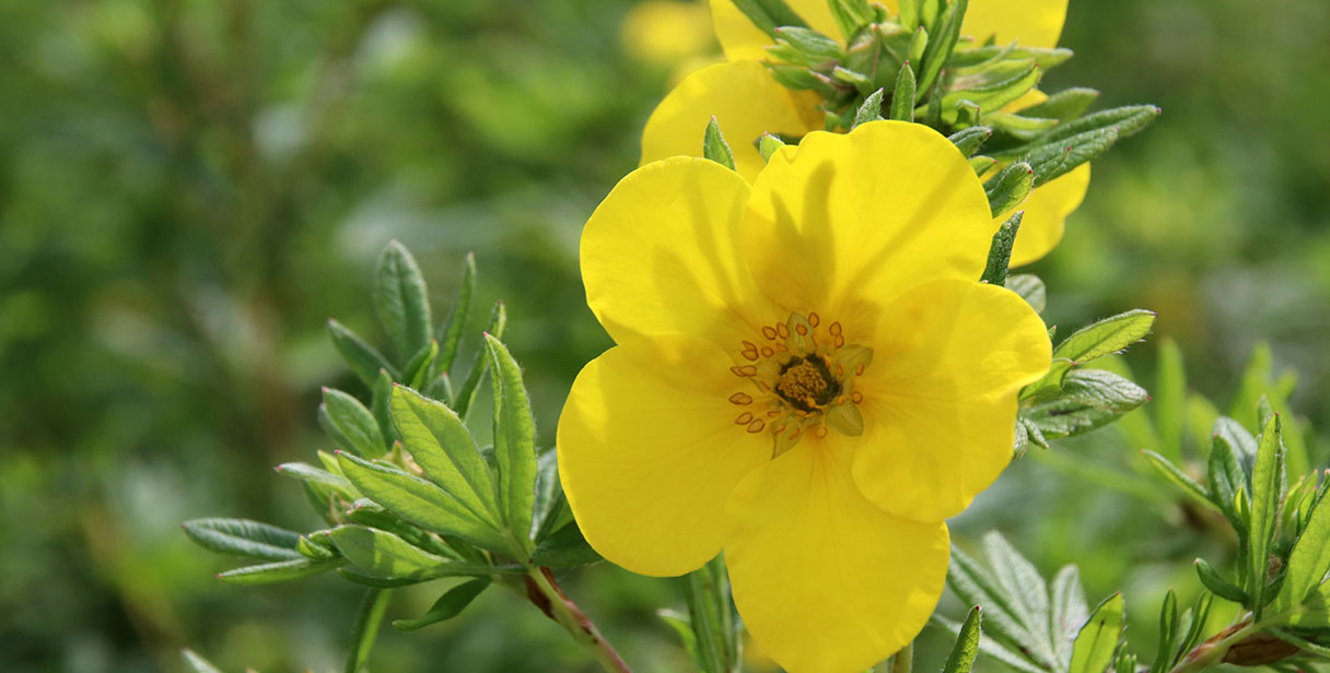 Shrubby Cinquefoil ‘Goldfinger’