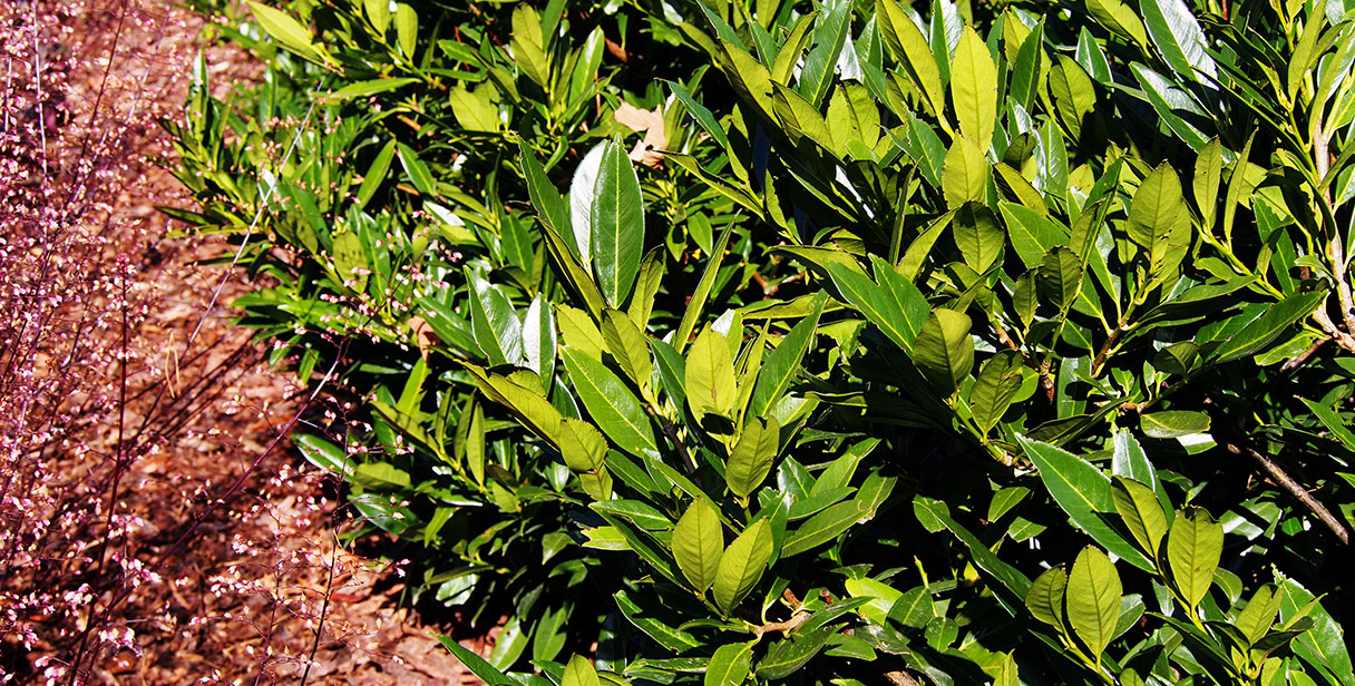 Small, Low-Maintenance Cherry Laurel Hedges’