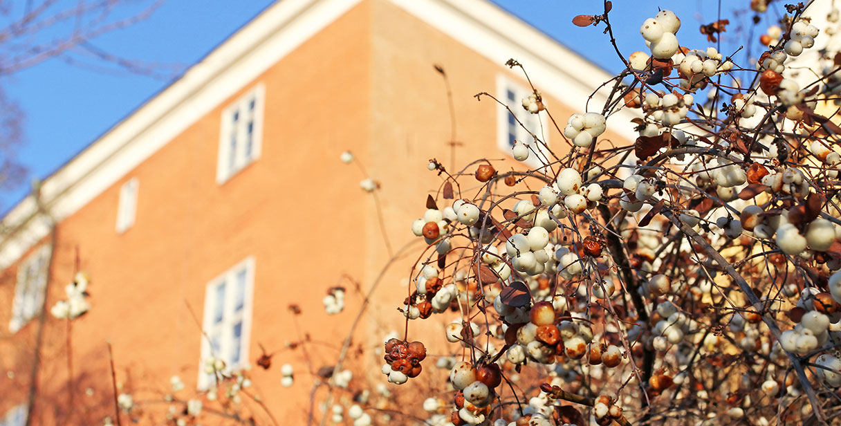 Snowberry as a Hedging Plant