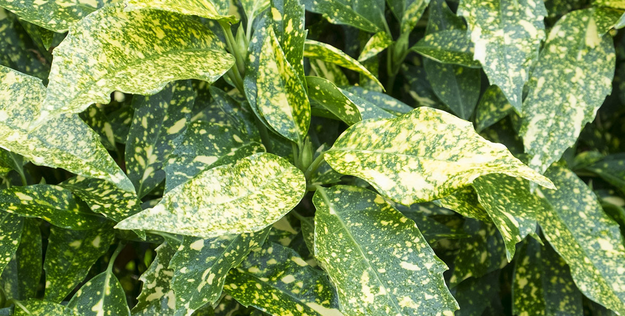 Spotted Laurel Hedging Maintenance