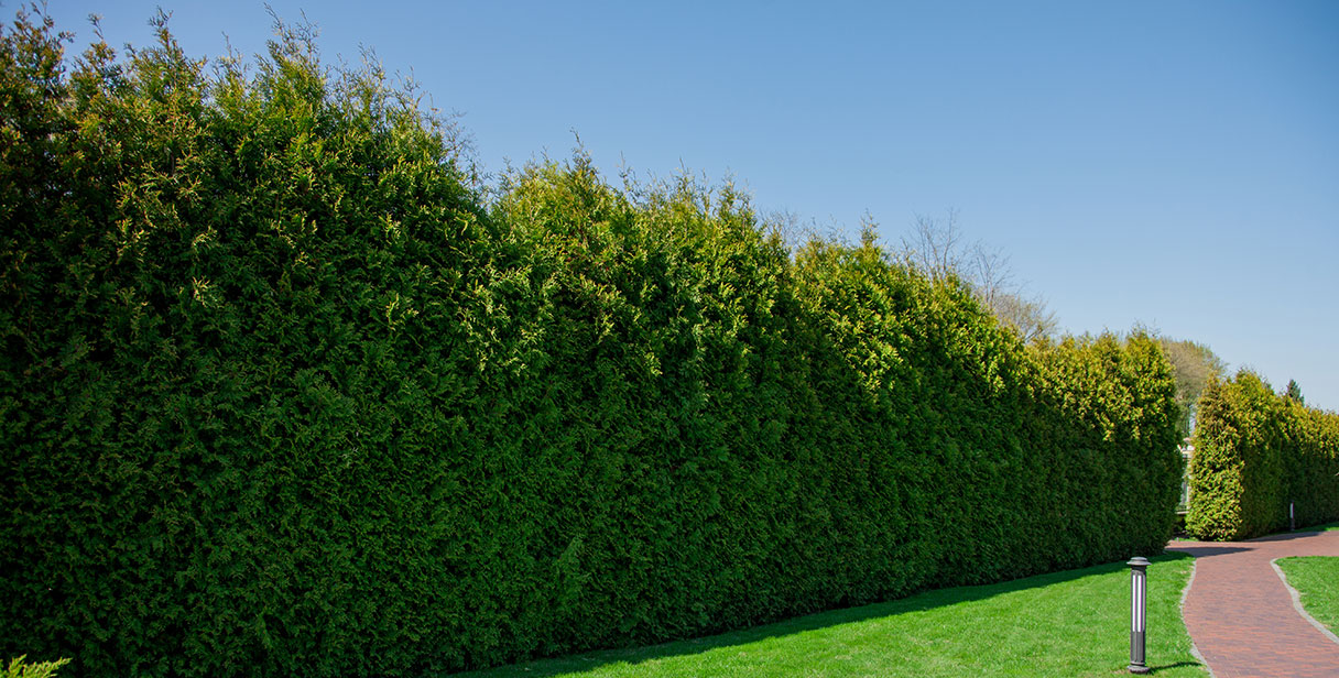 Thuja Privacy Hedges