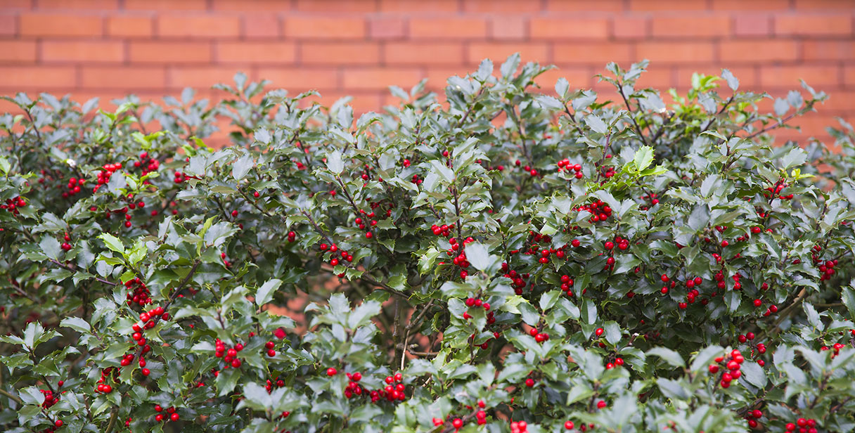 Types of Holly Hedging