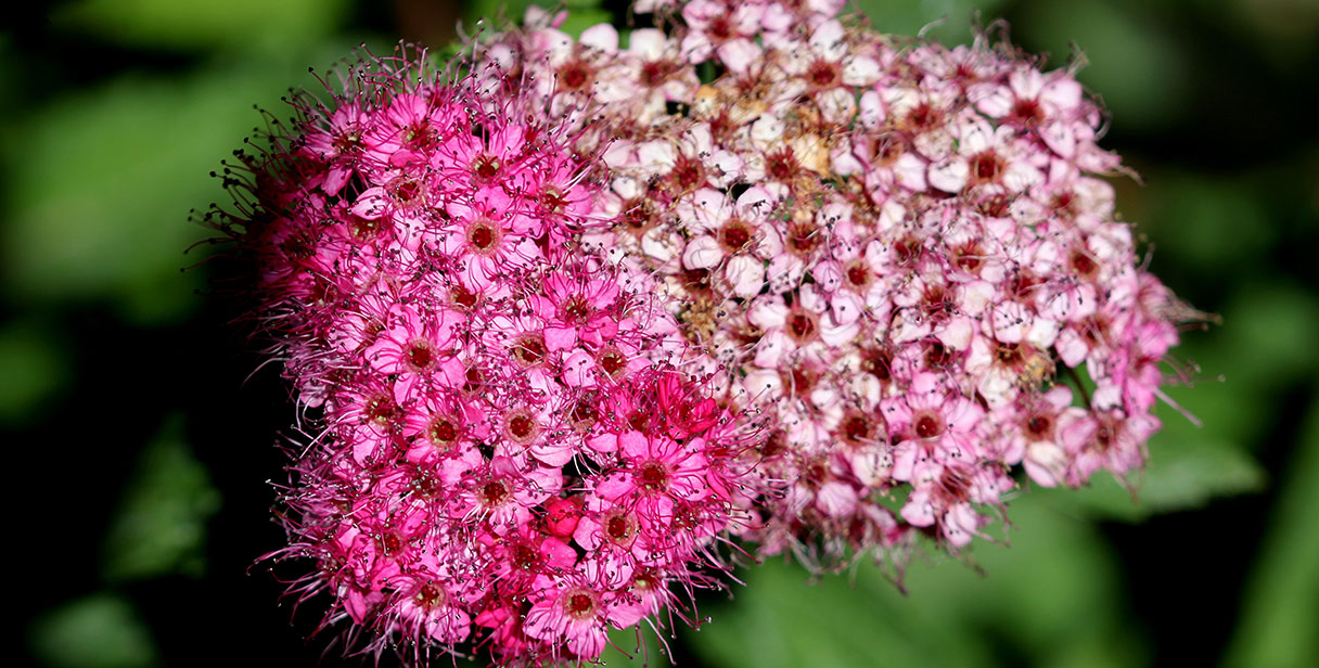 Types of Spiraea Hedging