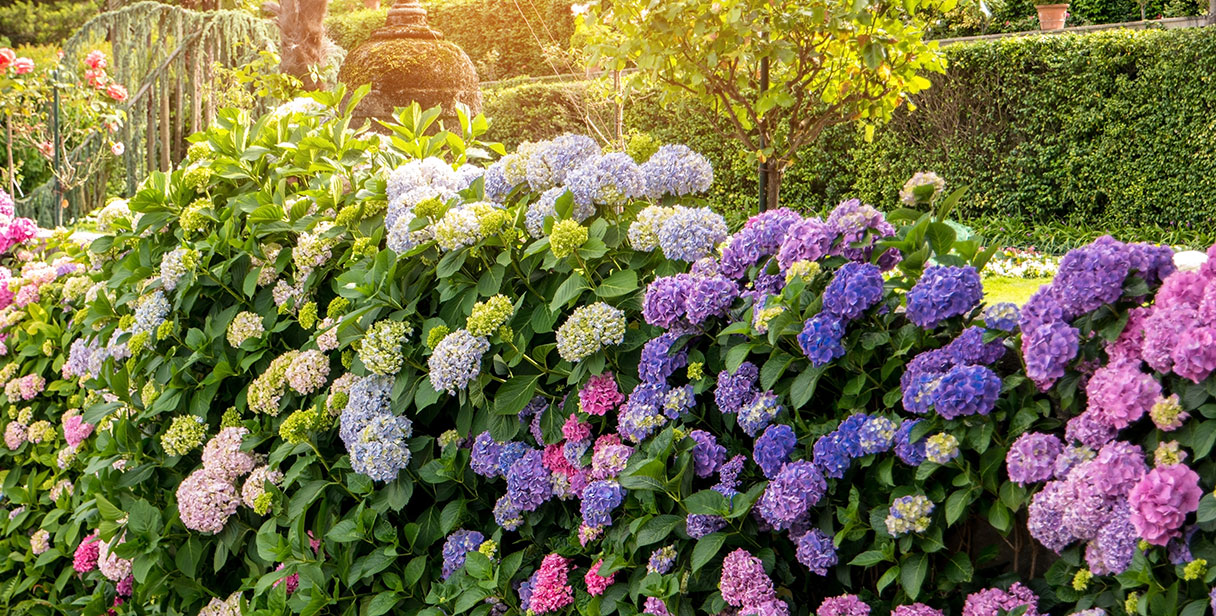 Varieties of Hydrangea for Hedging