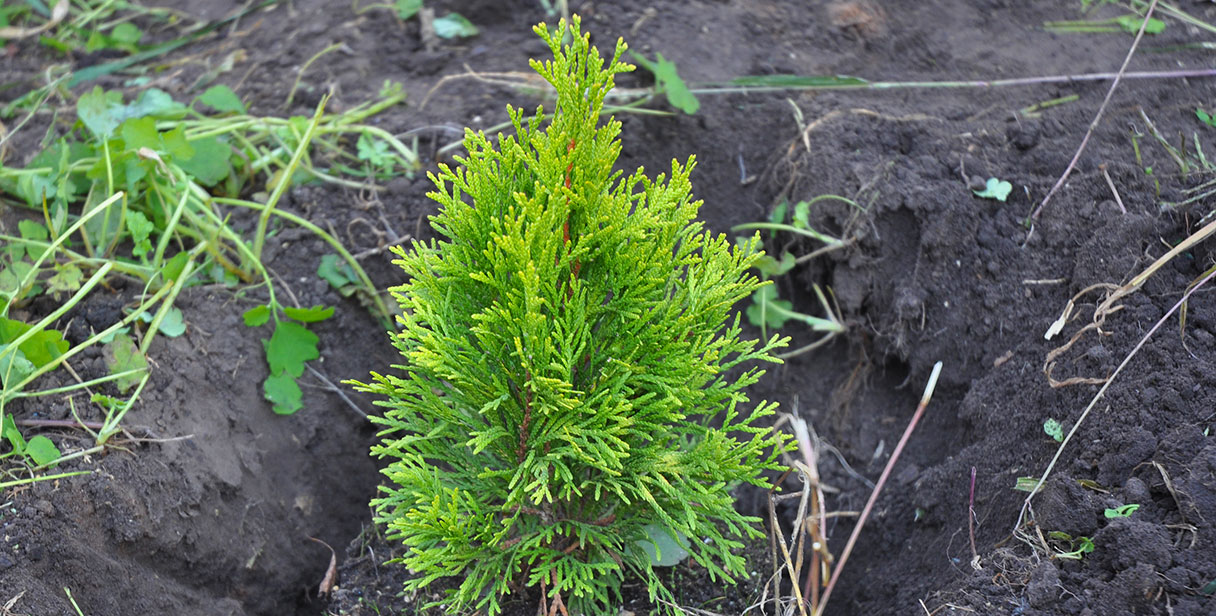 White Cedar ‘Brabant’ in Your Garden