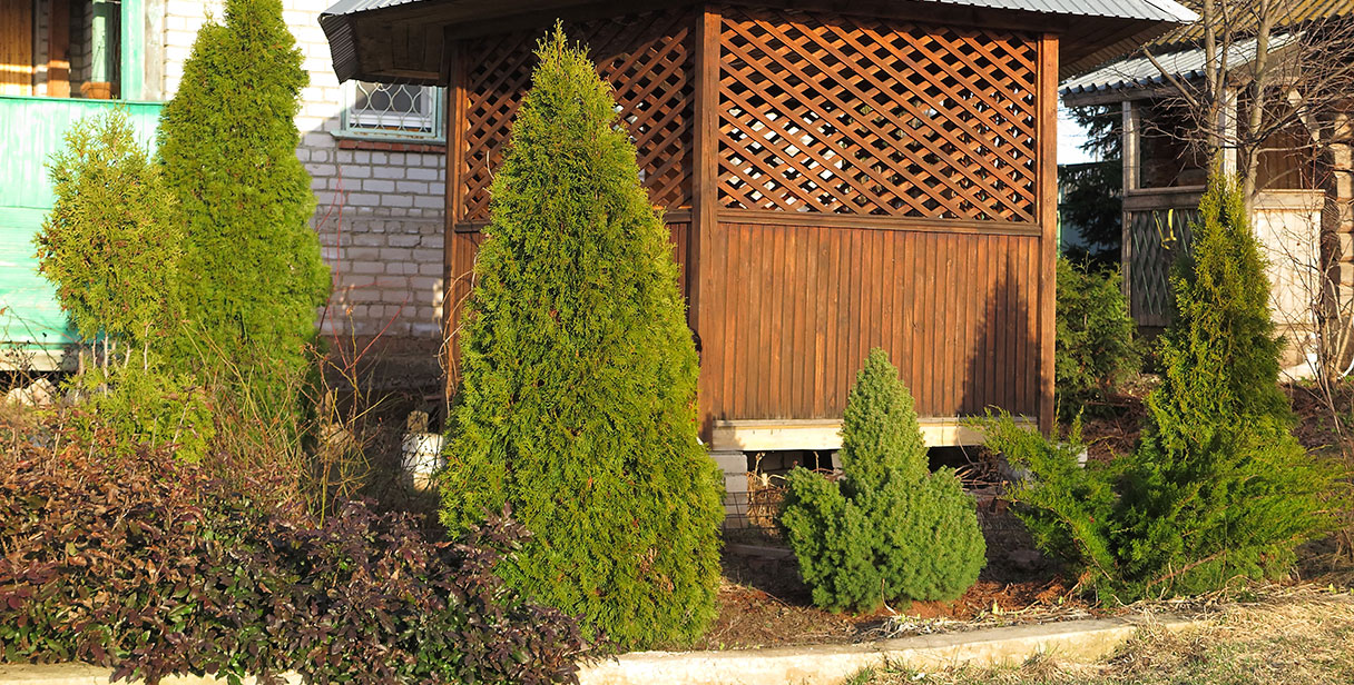 White Cedar ‘Smaragd’ Screening Hedges