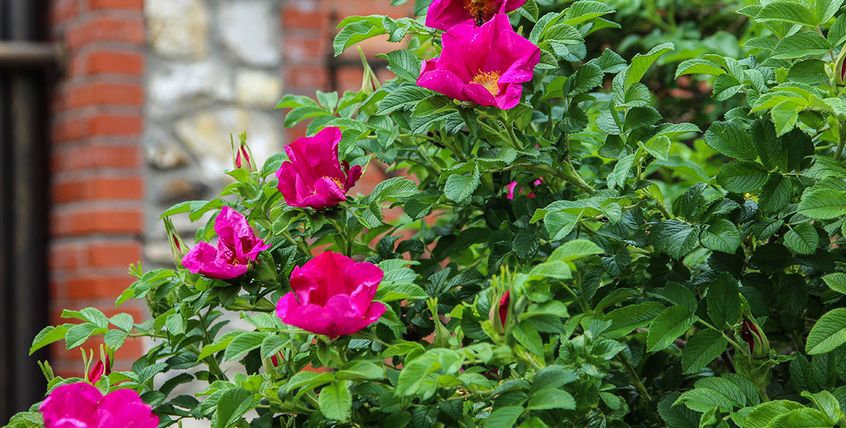 Wildlife Hedges