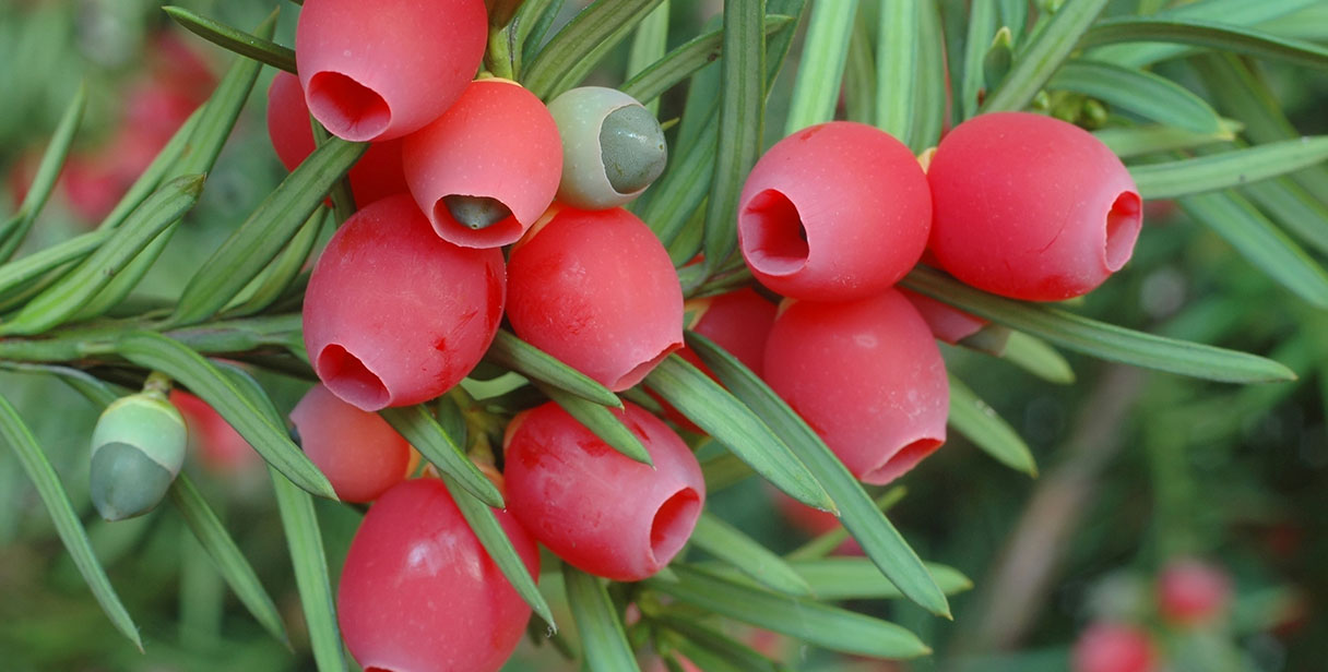 Yew Hedges Varieties